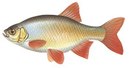 Никольский - иконка «рыбалка» в Тербунах